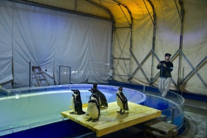 新屋島水族館の仲間たちが仮住まい中！「市場水族館」オープン🐧✨