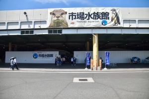 新屋島水族館の仲間たちが仮住まい中！「市場水族館」オープン🐧✨
