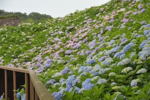「あじさいまつり」で彩る初夏の思い出♪ まんのう公園の絶景スポットへ！