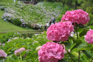 「あじさいまつり」で彩る初夏の思い出♪ まんのう公園の絶景スポットへ！