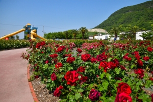 【香川のバラ名所】104種1600本のバラが咲き誇る「亀水中央公園」へお出かけ♪