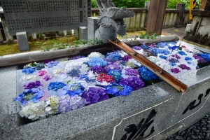 見頃はこれから！粟井神社のあじさい＆紅梅亭で楽しむ初夏の香川旅🌿💠