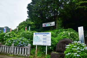 見頃はこれから！粟井神社のあじさい＆紅梅亭で楽しむ初夏の香川旅🌿💠