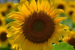 初夏のまんのう町で、ひまわり咲き始めました🌻紅梅亭から車で約10分♪