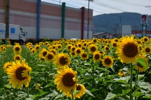 初夏のまんのう町で、ひまわり咲き始めました🌻紅梅亭から車で約10分♪