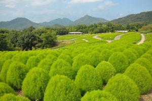 【国営讃岐まんのう公園】「夏のコキア」が見頃♪涼やかなライムグリーンの丘へ