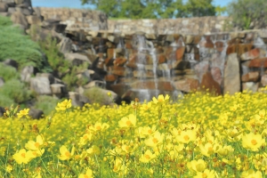 【9/14空室あり】秋のまんのう公園🌼 キバナコスモス＆マリーゴールドが見頃✨