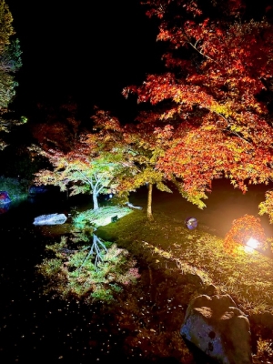 【香川用水記念公園】秋夜にきらめく紅葉ライトアップ🍁秋の絶景旅