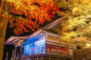 🍁幻想の夜を歩く―雲辺寺「紅葉ライトアップ」開催中🍁