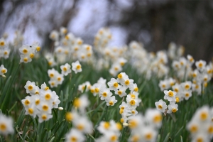 【早春のおでかけ情報】春の気配を探しに｜国営讃岐まんのう公園と、こんぴら温泉旅