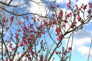【早春のおでかけ情報】春の気配を探しに｜国営讃岐まんのう公園と、こんぴら温泉旅