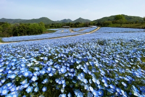 【3/14〜春らんまんフェスタ】45万本のネモフィラやチューリップが彩る!まんのう公園で春散歩