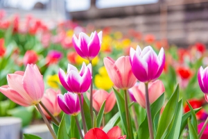 春ドライブはレオマリゾートへ🚗🌷圧巻7万本！「チューリップ祭」3/20より開催！