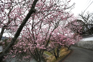 ひと足早い春へ🌸福成寺「椿寒桜」見頃のご案内|紅梅亭から車で約20分