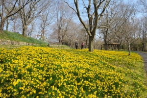 【春の花絶景】3/14〜まんのう公園「春らんまんフェスタ」開催！桜・スイセン・チューリップ・ネモフィラのフラワーリレー♪