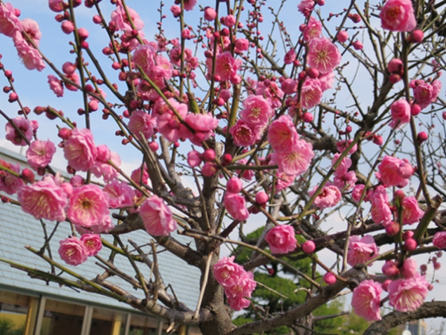 ｡.:*･゜梅　の　花　開　花　情　報*･゜ﾟ･*:.｡..