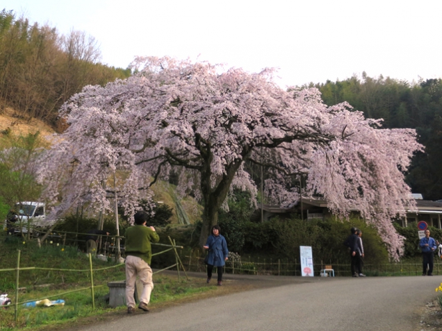 堀池のしだれ桜