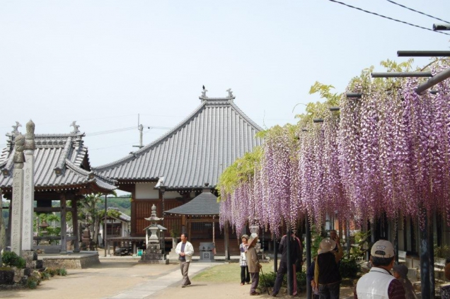藤のお花の寺