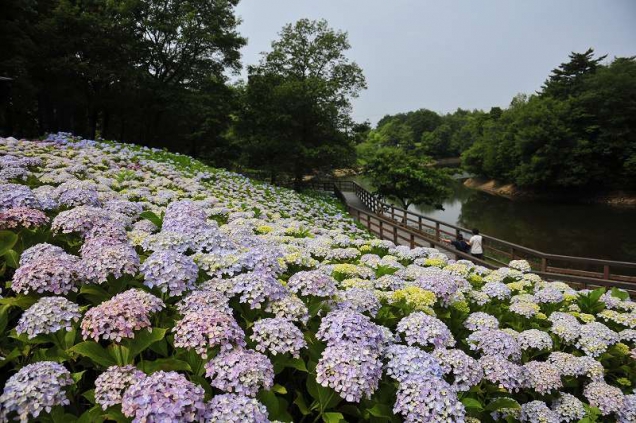 40種2万株の紫陽花が見れるスポット