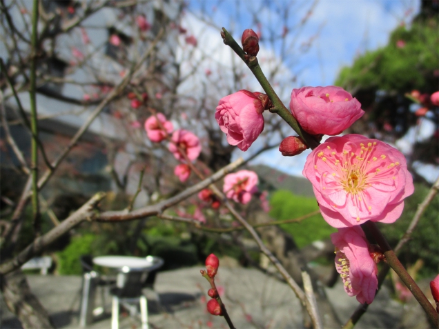 梅の開花状況です。