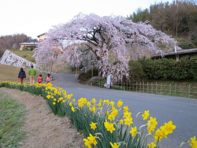 【桜スポット①】綾上町にある、西分枝垂桜