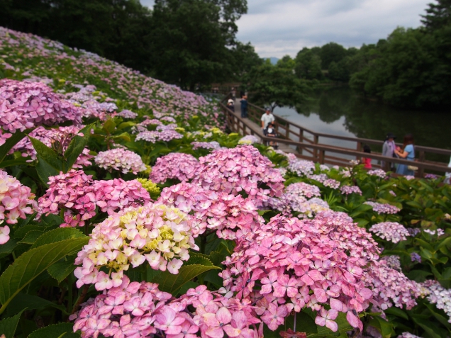 国営讃岐まんのう公園にて「あじさいまつり」