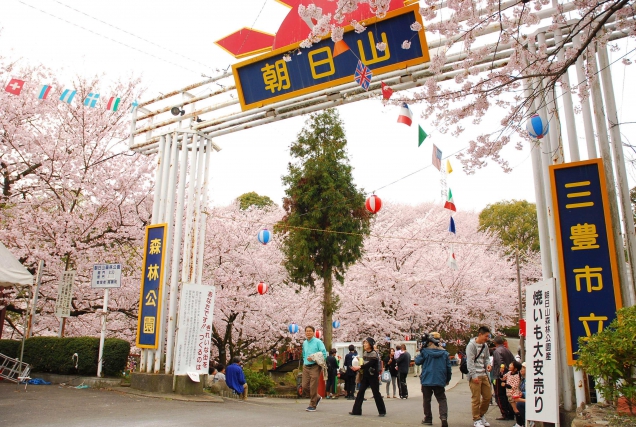 桜スポット③　朝日山森林公園の桜