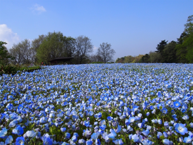 今週の土曜日★4/22(土)紅梅亭 空きの部屋ございます。