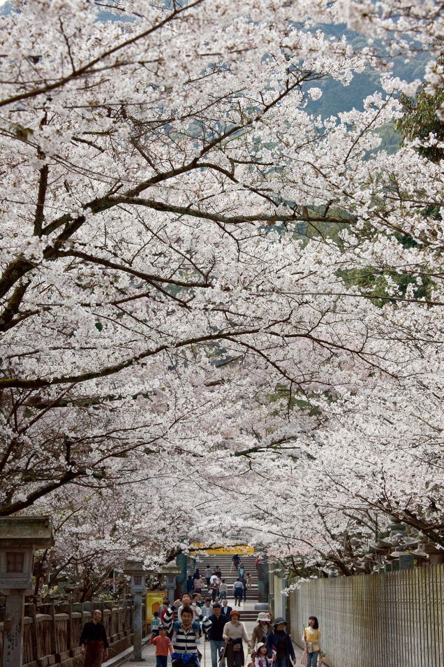 香川県桜の名所②「こんぴらさん」