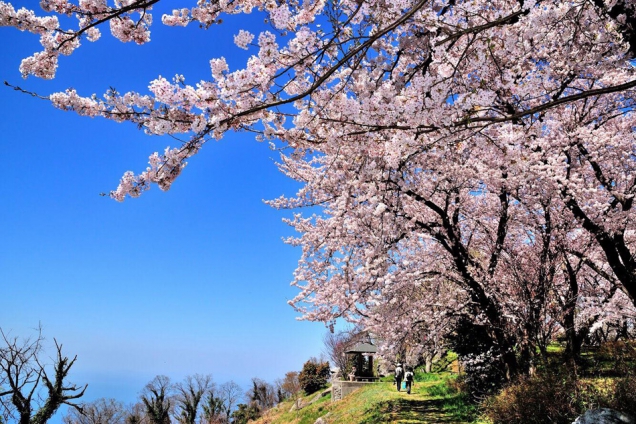 香川県桜の名所①「紫雲出山」