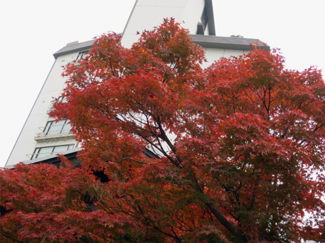 【紅葉情報】丸忠の紅葉