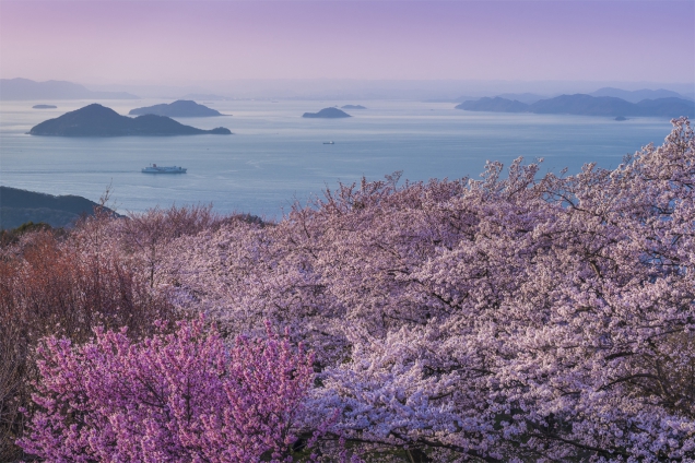 紫雲出山の桜情報！必見！