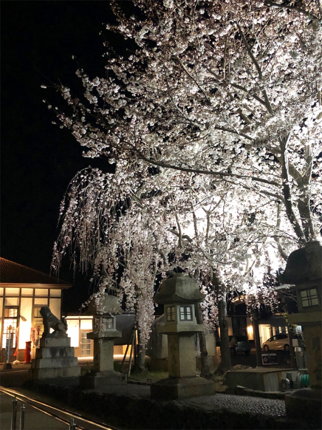 レトロな雰囲気漂う「琴平駅前のしだれ桜」