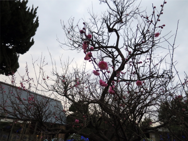 紅梅亭の梅が咲き始めました　　※2月1日空室ございます。