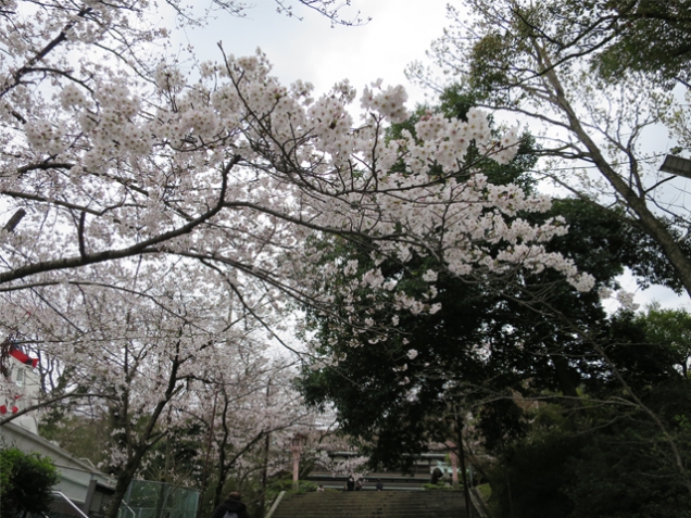 琴平町公会堂の桜が咲き始めていました