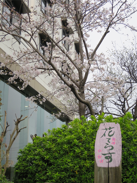 1階花てらす庭園の桜が咲き始めました