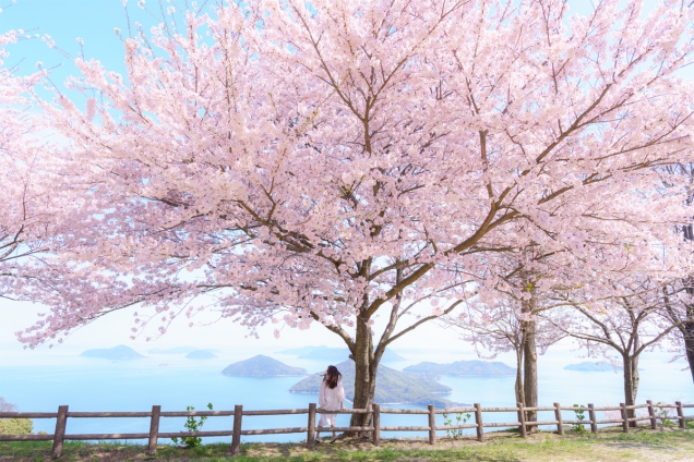 【紫雲出山】瀬戸内海とサクラの共演🌸お花見はオンラインでご予約を！