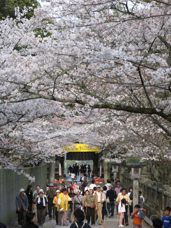 香川の桜の名所【金刀比羅宮】　※例年3月下旬から4月上旬が見頃。