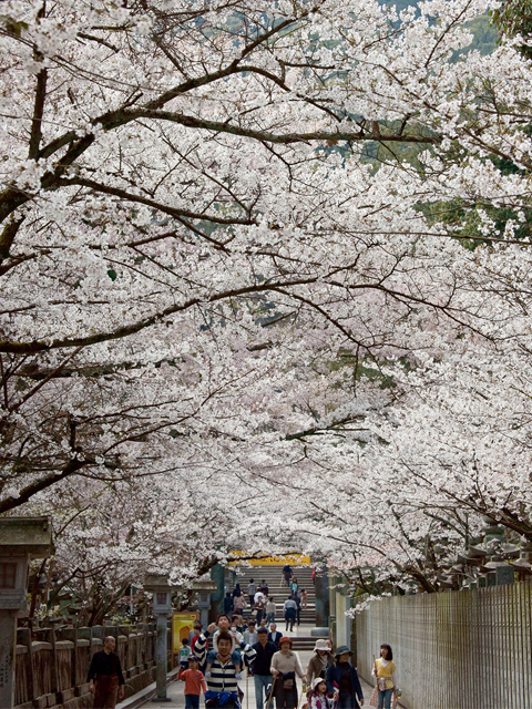 桜のトンネルで彩る「金刀比羅宮」
