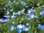 「善通寺五岳の里　市民集いの丘公園」で春のお花便り　…