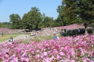 9月12日から国営讃岐まんのう公園　コスモスフェスタ