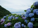 紅梅亭週末空きあります☆紫雲出山の紫陽花