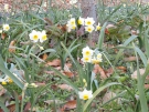 寒空の下、小さな白い花「ニホンズイセン」が咲き始めました