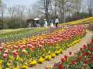 「国営讃岐まんのう公園」でチューリップが見頃♪