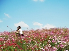 香川で秋を感じる美しいお花畑♪「国営讃岐まんのう公園」