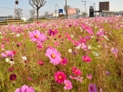 道路沿いにコスモス畑(^▽^)/