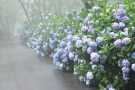 史跡「紫雲出山」の紫陽花♪　　　※7月6日空室あります