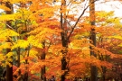 まだ間に合う！人気の紅葉スポット情報