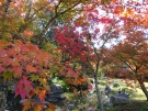 秋を楽しむ“香川用水記念公園の紅葉”