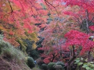 金刀比羅宮裏参道の紅葉が見頃♪ 　※11月30日、12月7日空室あります。